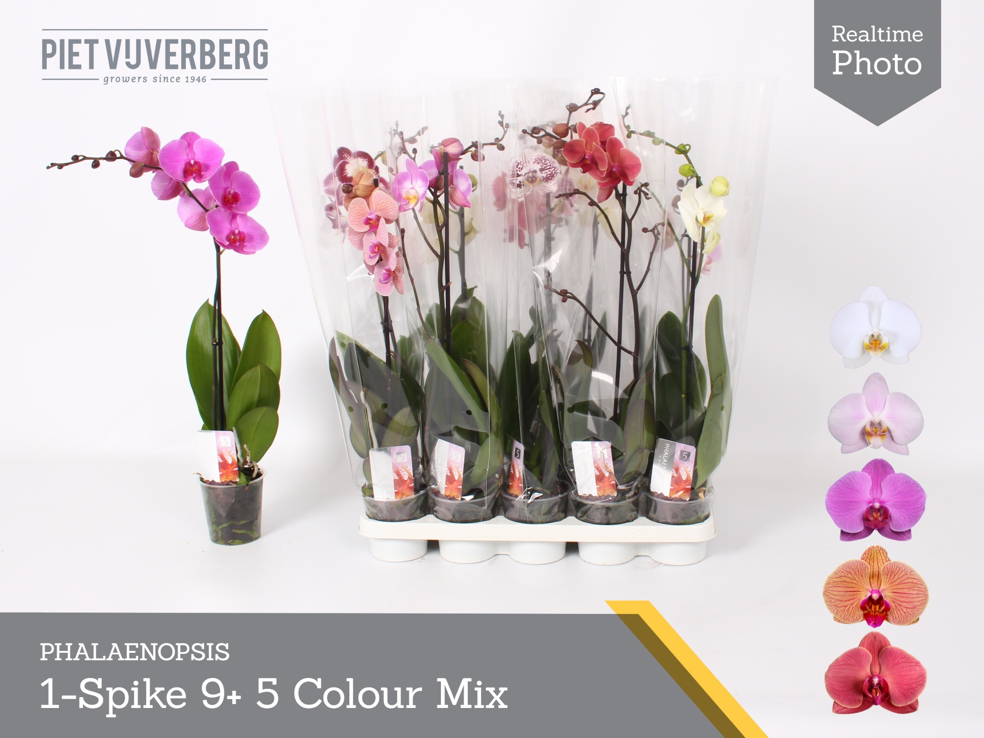 Phal Gem 5 Kl 12Ø 60cm