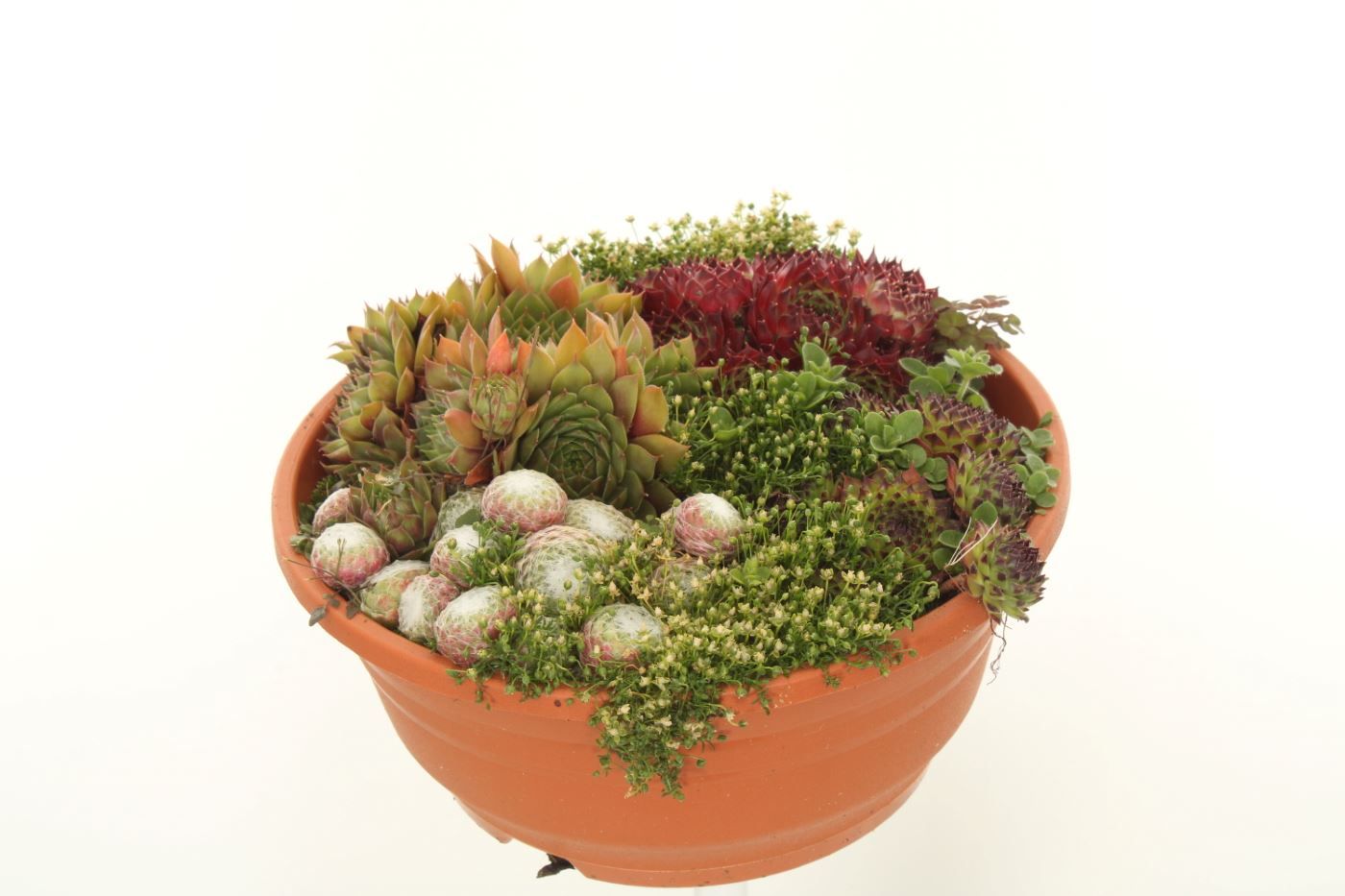 Sempervivum gemengd