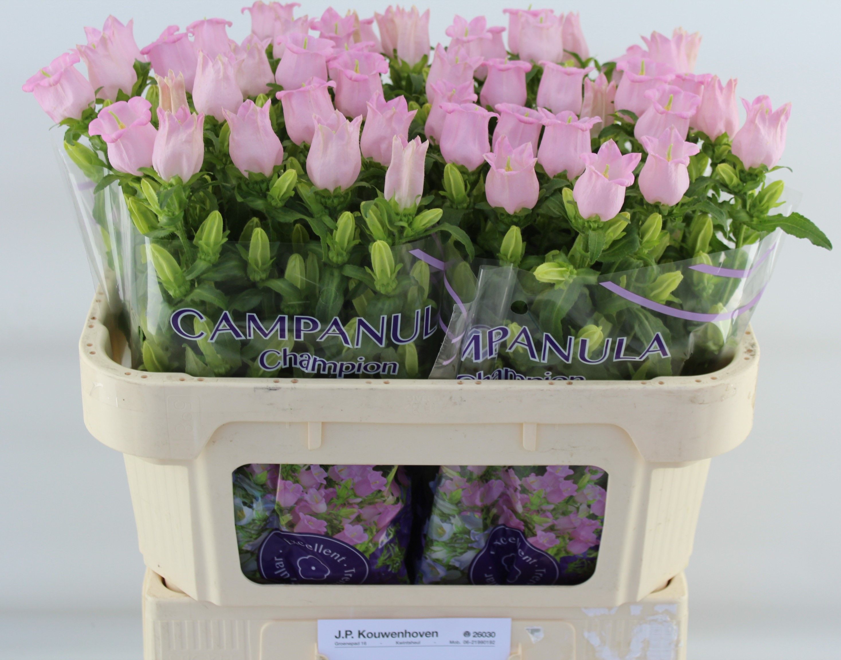Camp M Cam Pear Pink