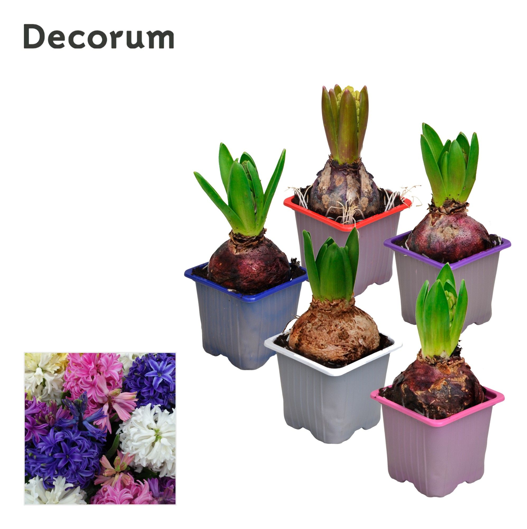 Hyacinth Gemengd