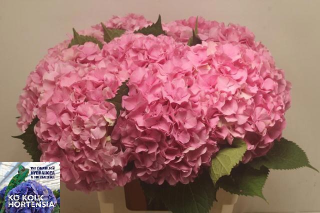Hydrangea 60cm 18Ø