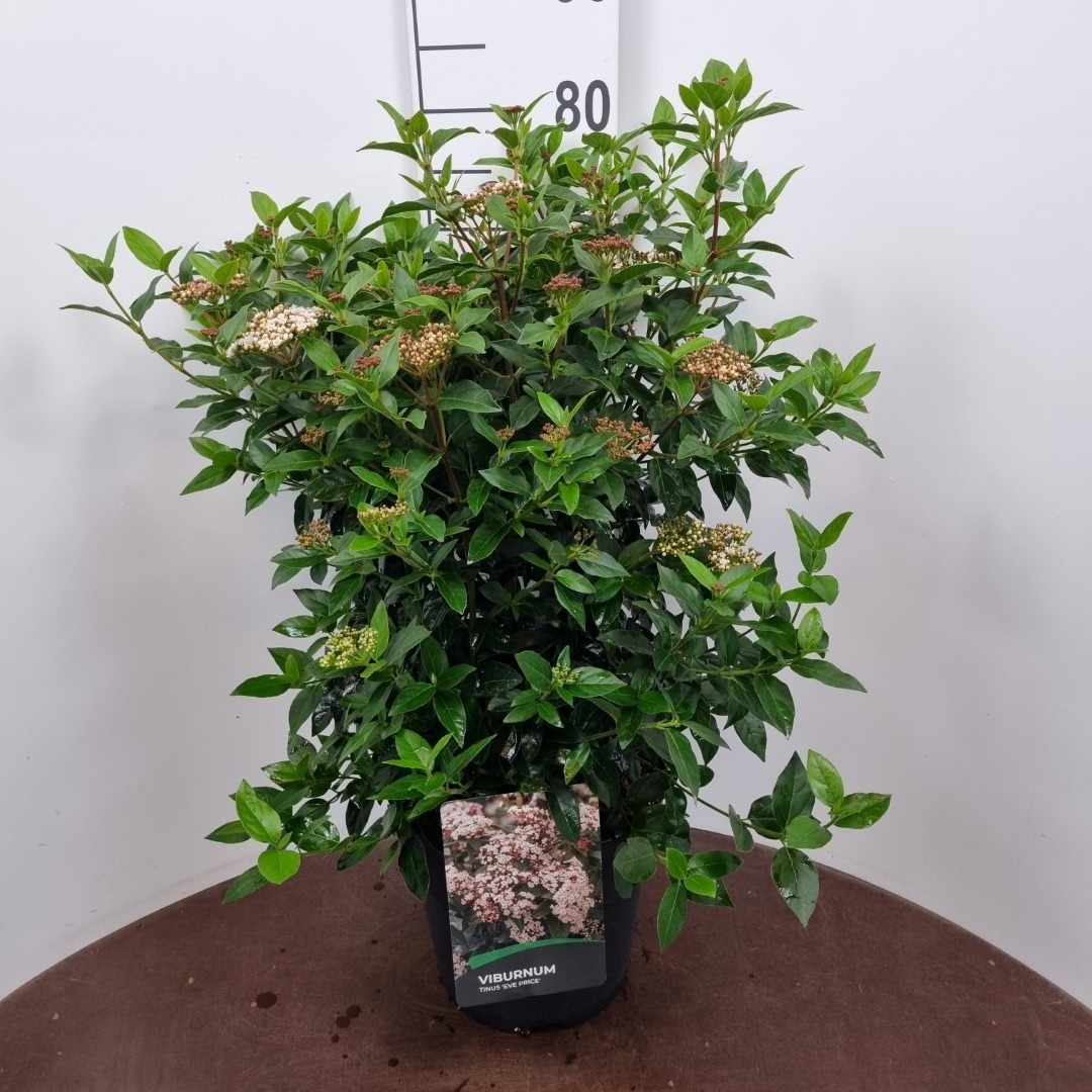 Picture of Viburnum tinus Eve Price P29 (10 Ltr) (LOOSE)