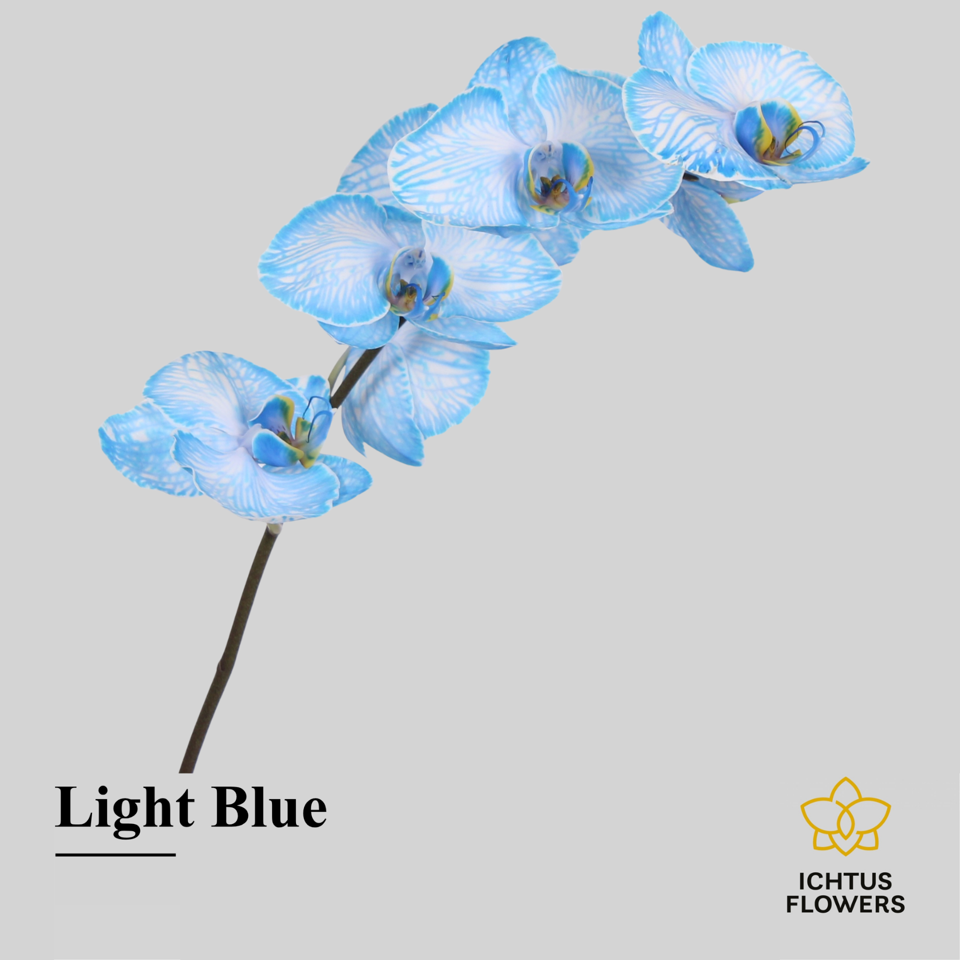 Phal Painted Light Blue Tak 7-9