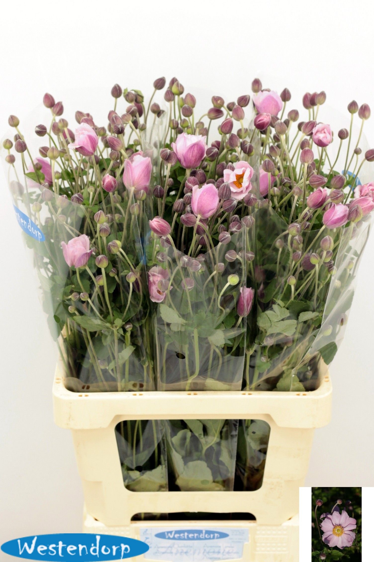 Anemone 70cm