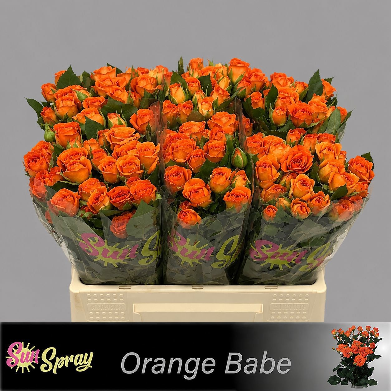 Rosa Spr Babe 40cm