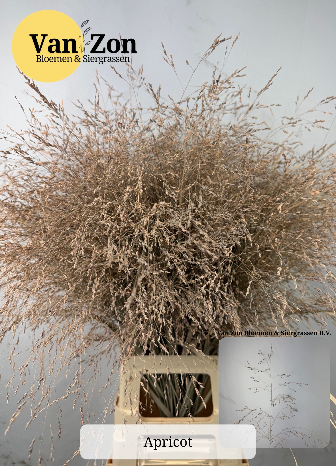 Ornamental Grass Painted (PANICUM)