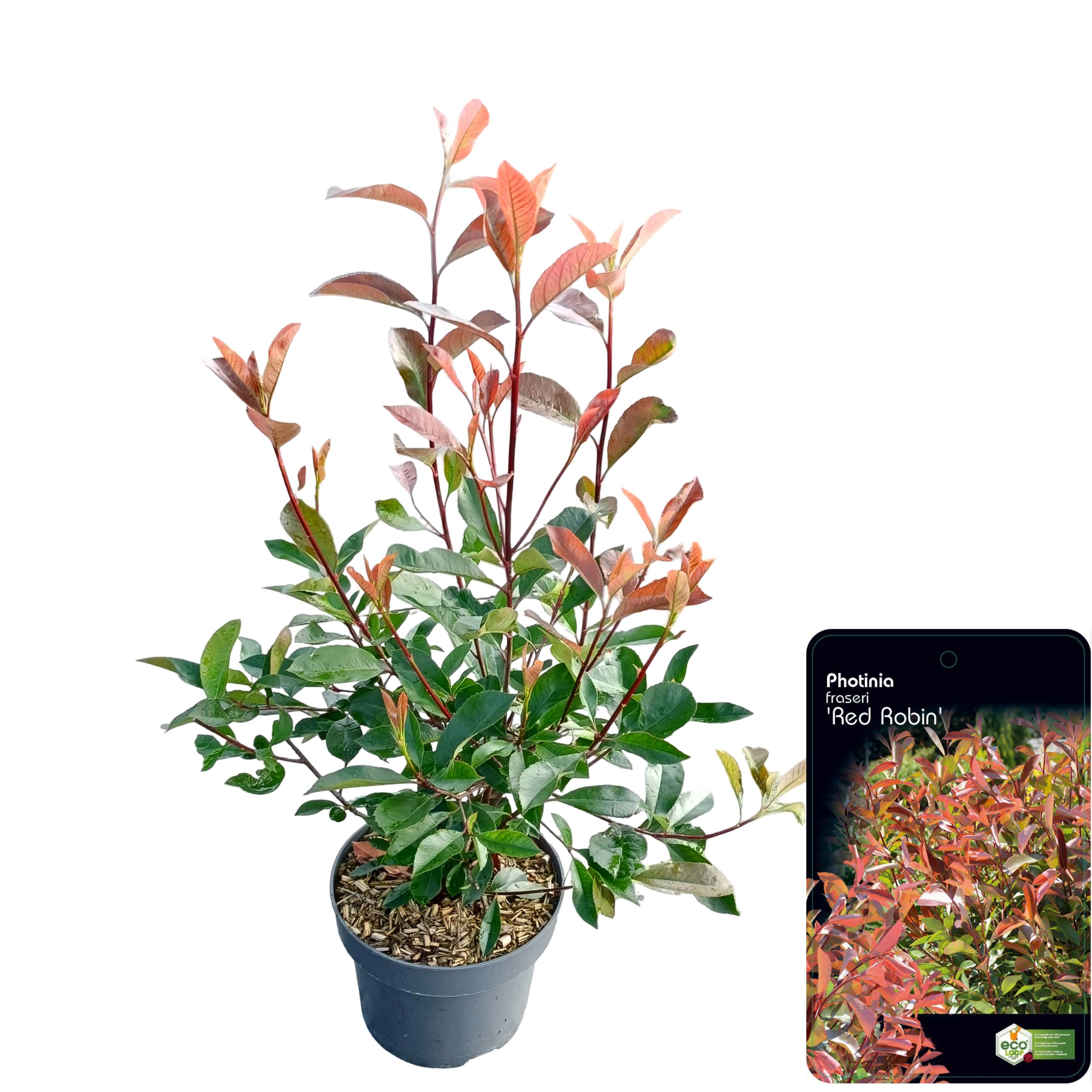 Picture of Photinia fraseri 'Red Robin' C5