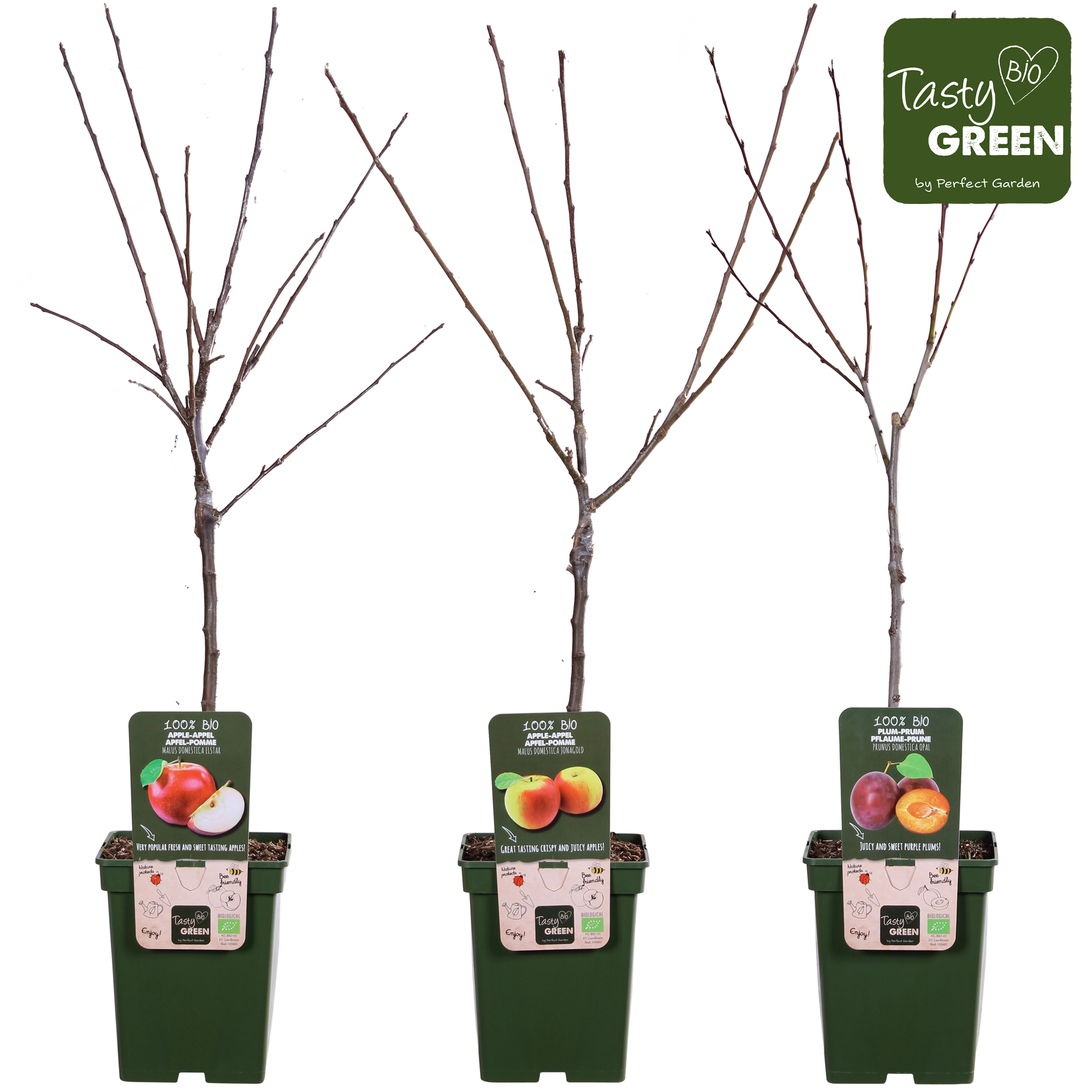 Picture of Fruit trees in varieties P23 (5 Ltr) organic (LOOSE)