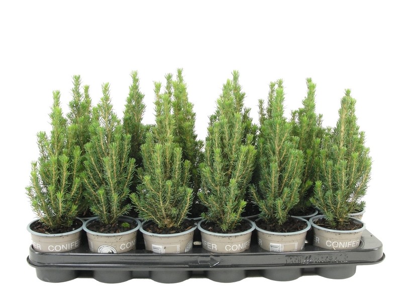 Picture of Picea glauca Zuckerhut P9