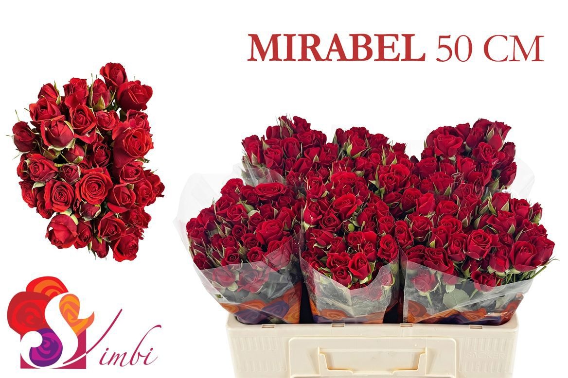 Rosa Spray Mirabel 50cm