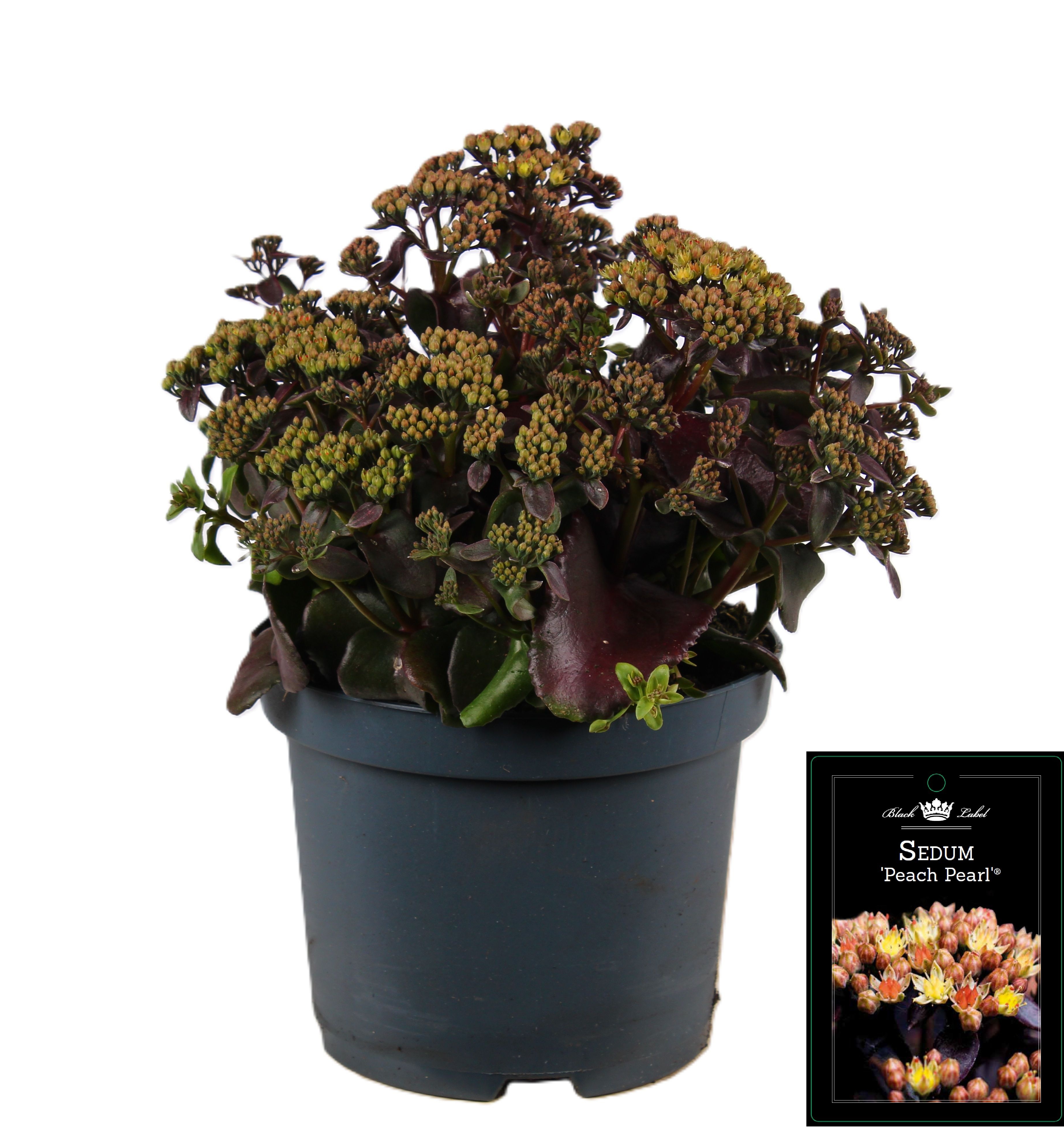 Picture of Sedum Peach Pearls