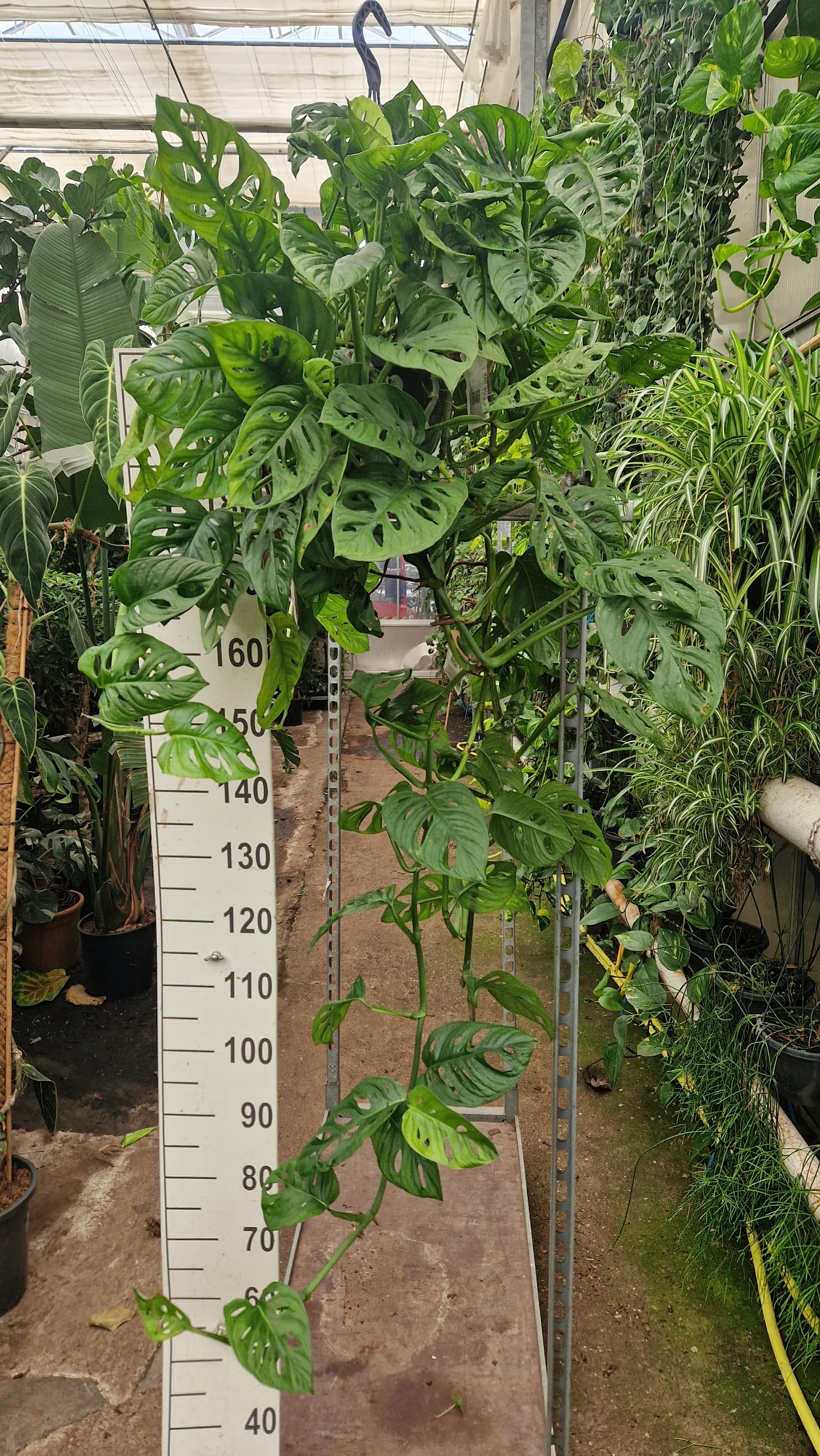 Monstera adansonii Monkey Leaf Hang Hanging basket | OZ Planten
