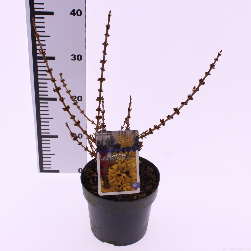 Picture of Forsythia x intermedia 'Mikador'