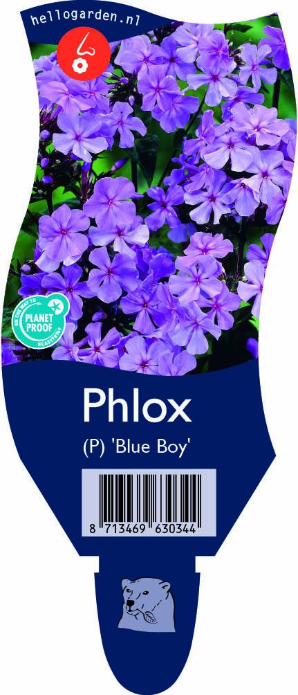 Phlox (P) 'Blue Boy'