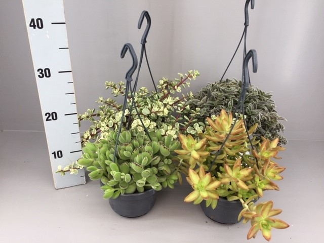 Picture of Succulents in varieties in hanging basket P14 20CM