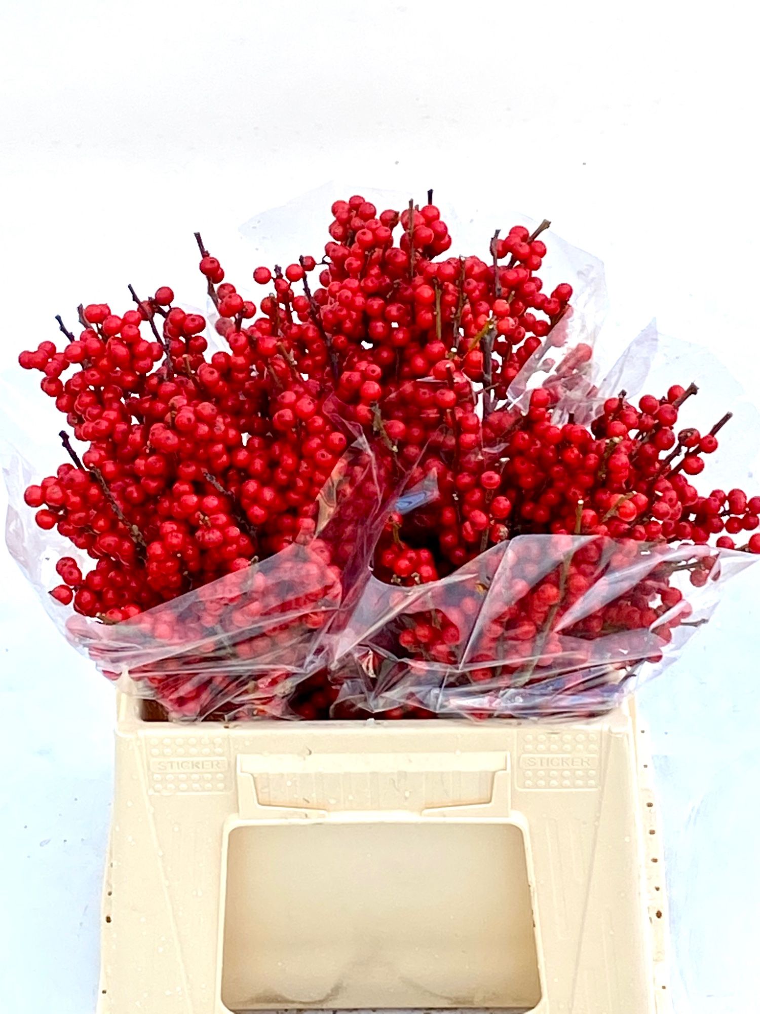 Ilex Verticlilata 40cm