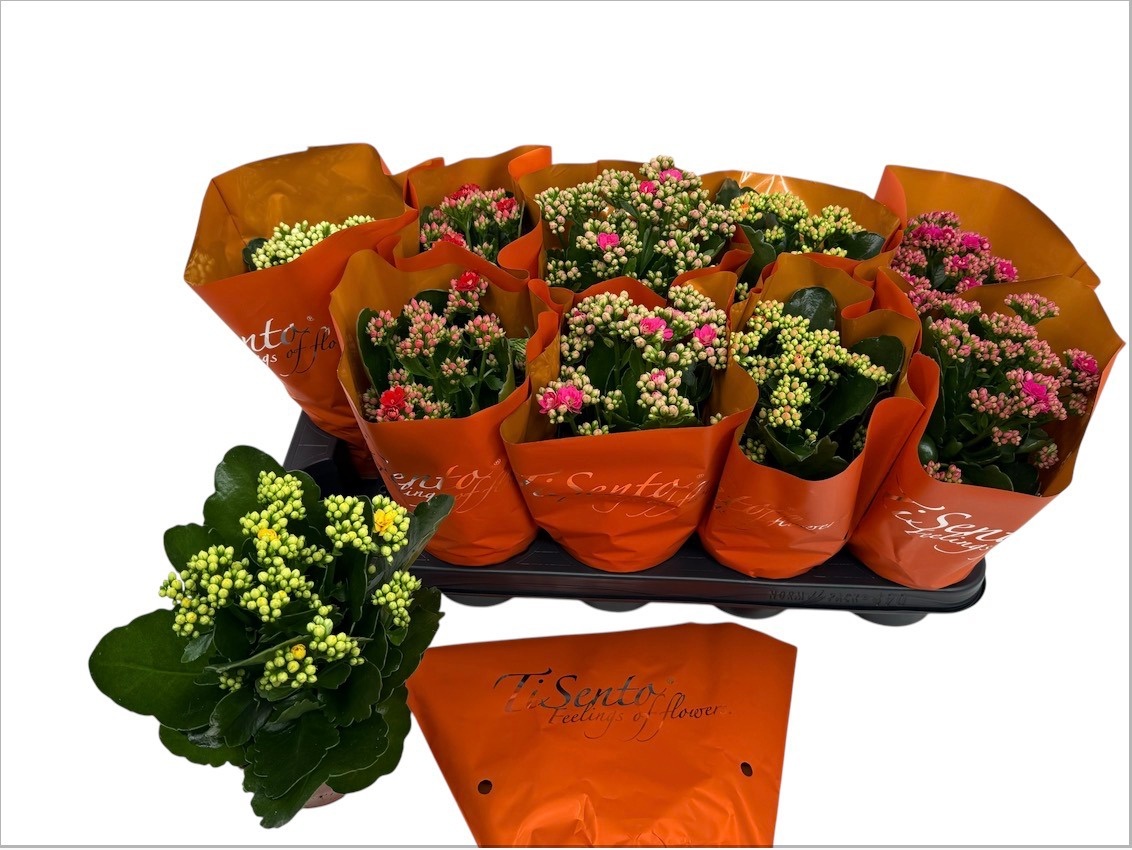 Kalan B Ge Gem 12Ø 25cm