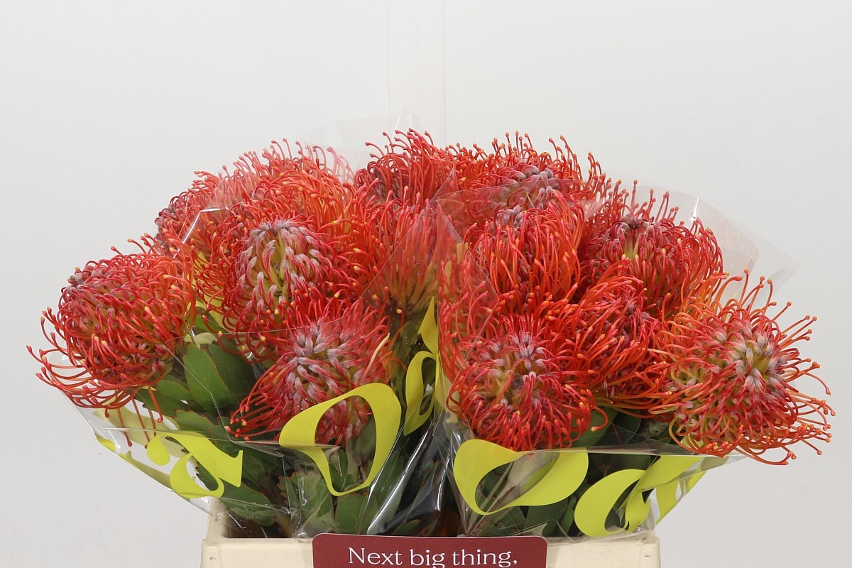 Leuco Crimson 40cm