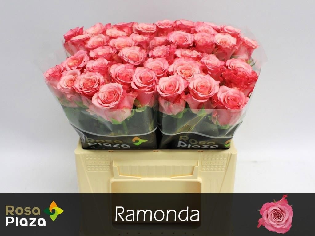 R Gr Ramonda