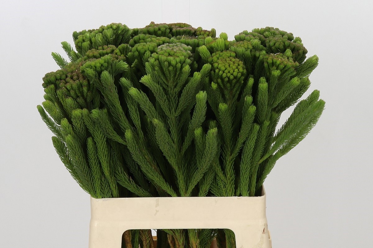Brunia Albiflora Bunch 60cm