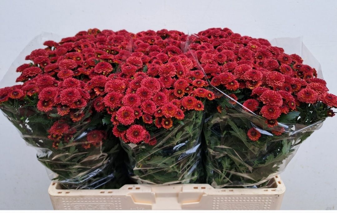 Chr S Tammy Red 55cm 110Ø