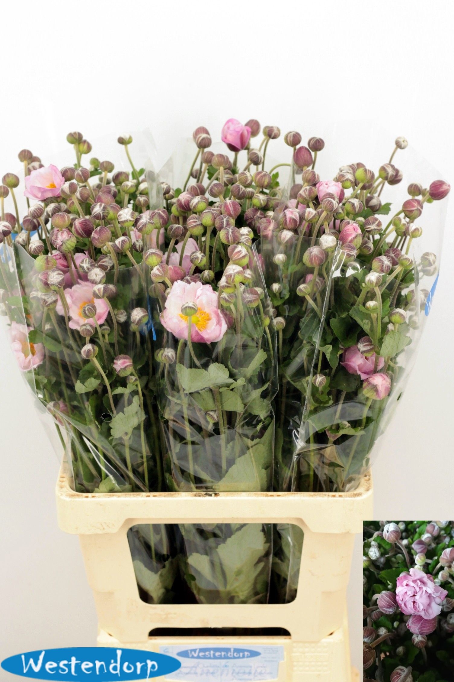 Anemone 70cm