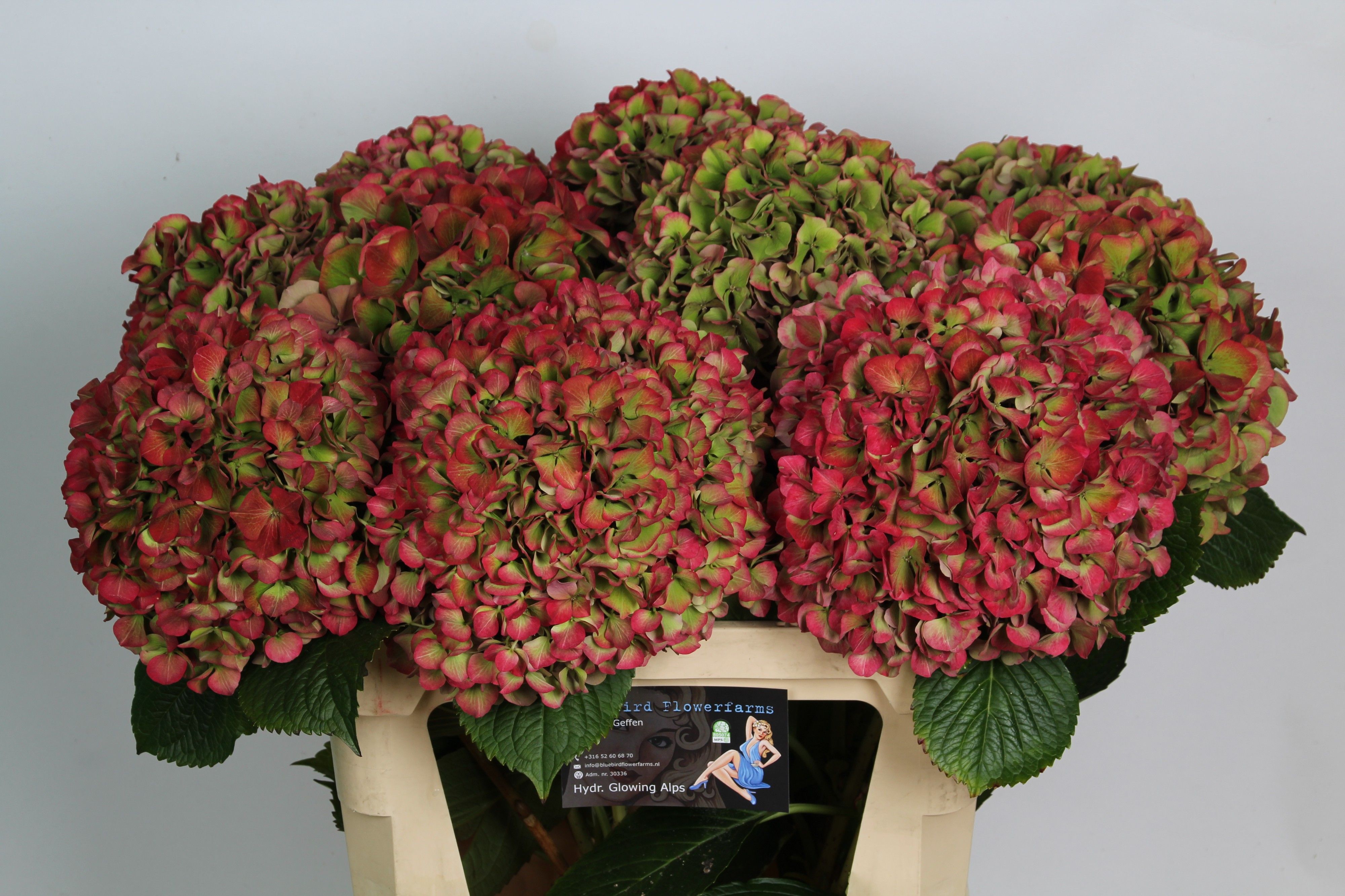 Hydrangea Glowing Alps Classic 80cm 20Ø