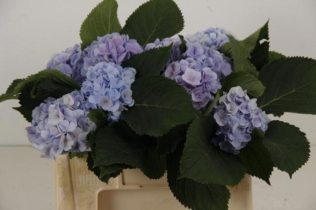 Hydrangea Verena Blue 50cm 15Ø