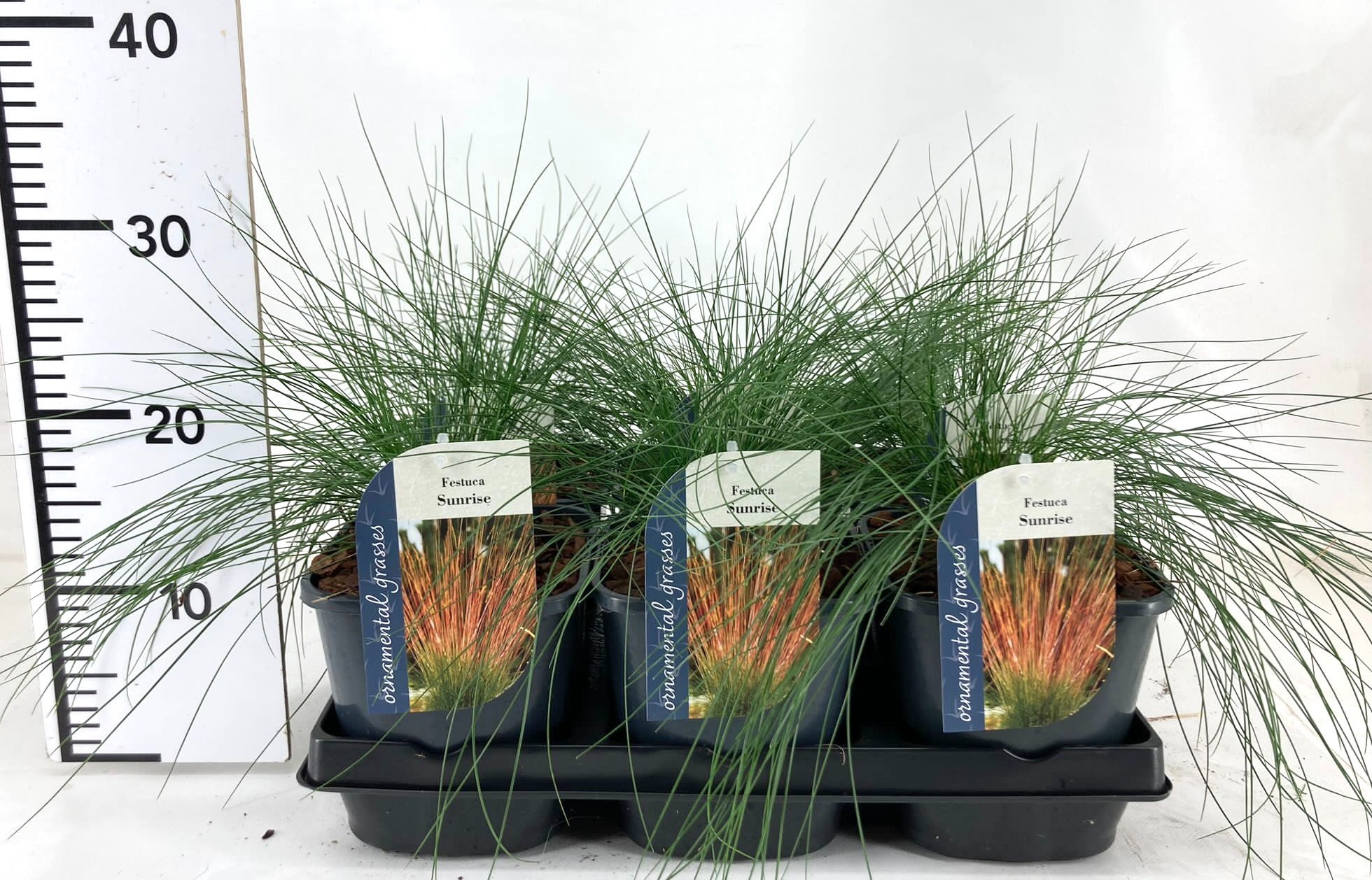 Picture of Festuca Sunrise P17 (2 Ltr)