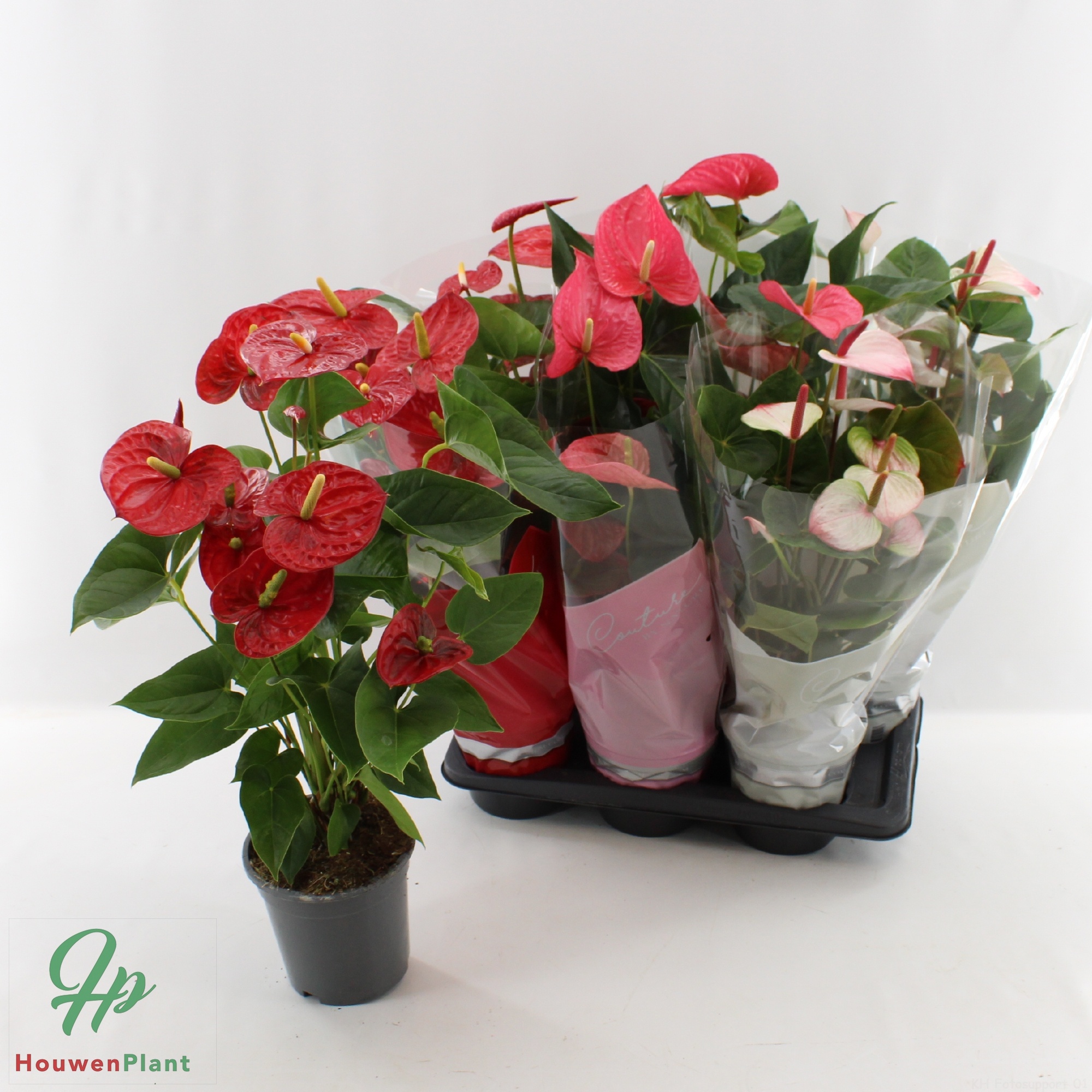 clear plastic pots for plants Plastic Cup/Pot