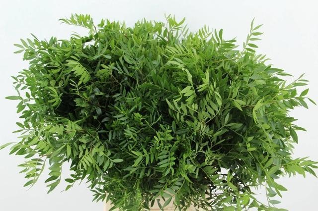 Pista Ov Blad Bs 50L.cm 1gram
