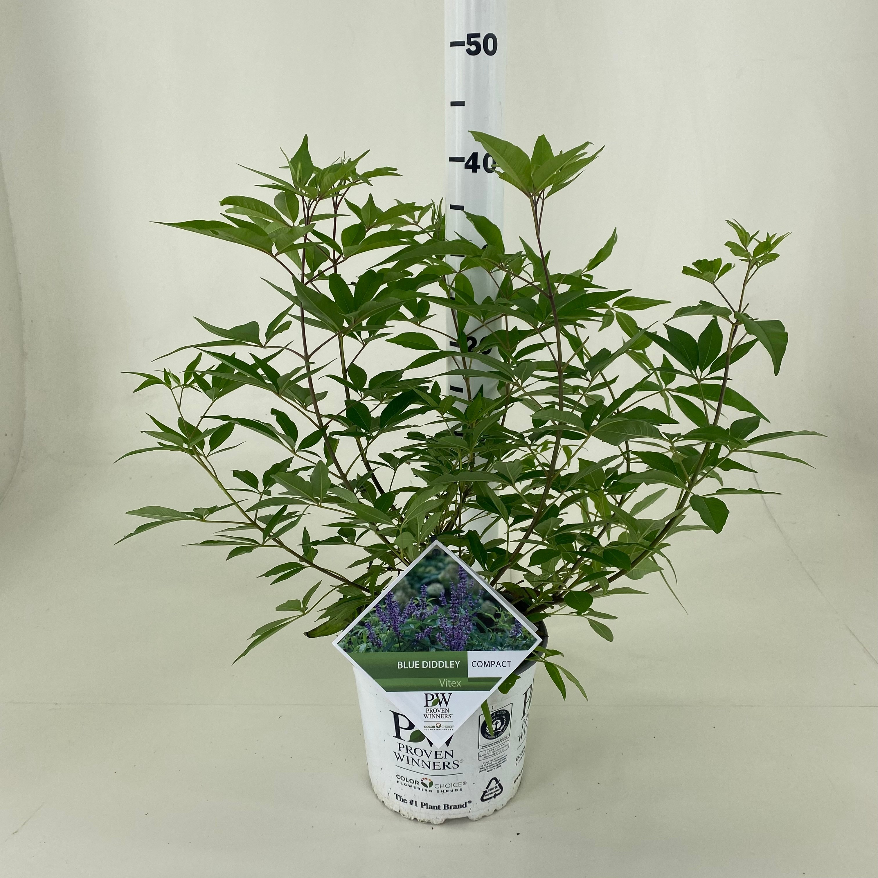 Picture of Vitex agnus-cactus Blue Diddley ® P19 (3 Ltr)