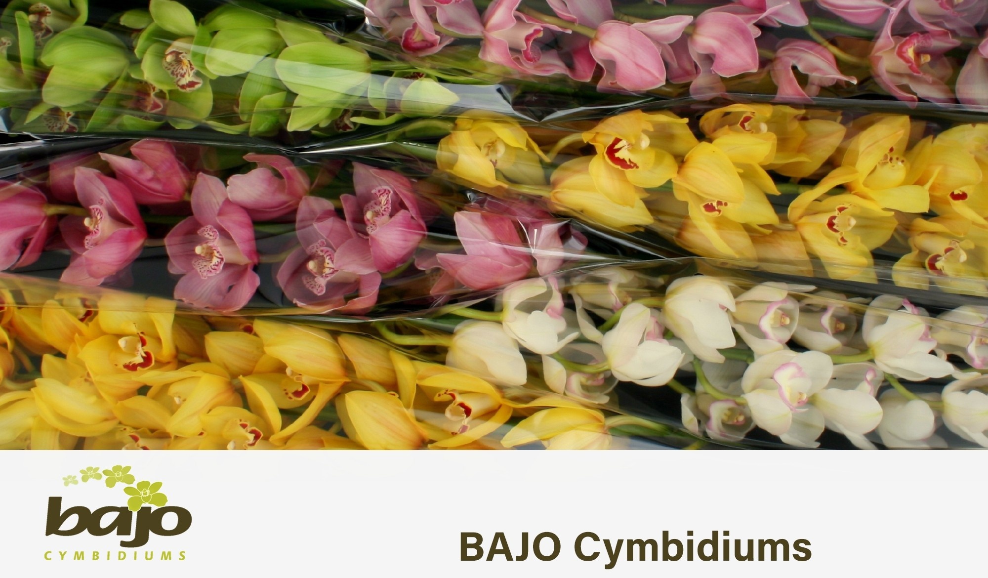 Cymbidium Asst 13bl