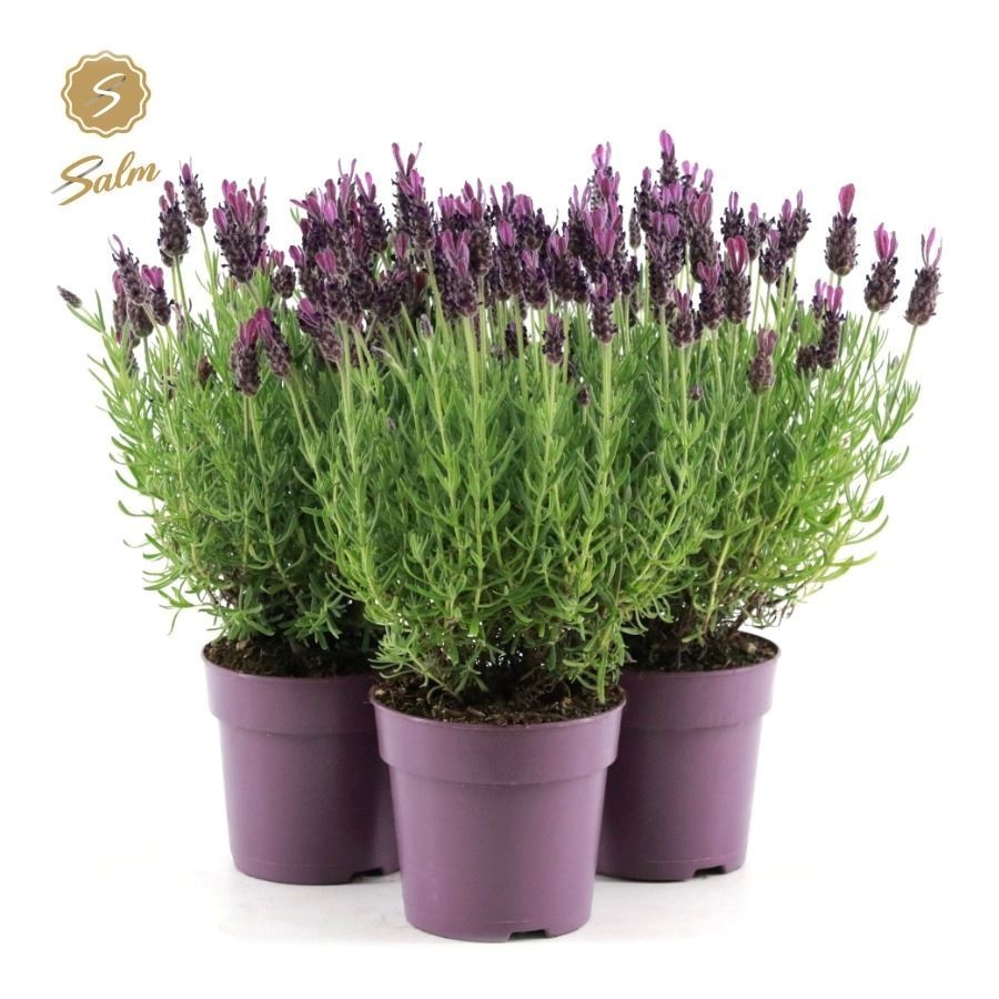 Picture of Lavandula st. 'Anouk'® Collection P12