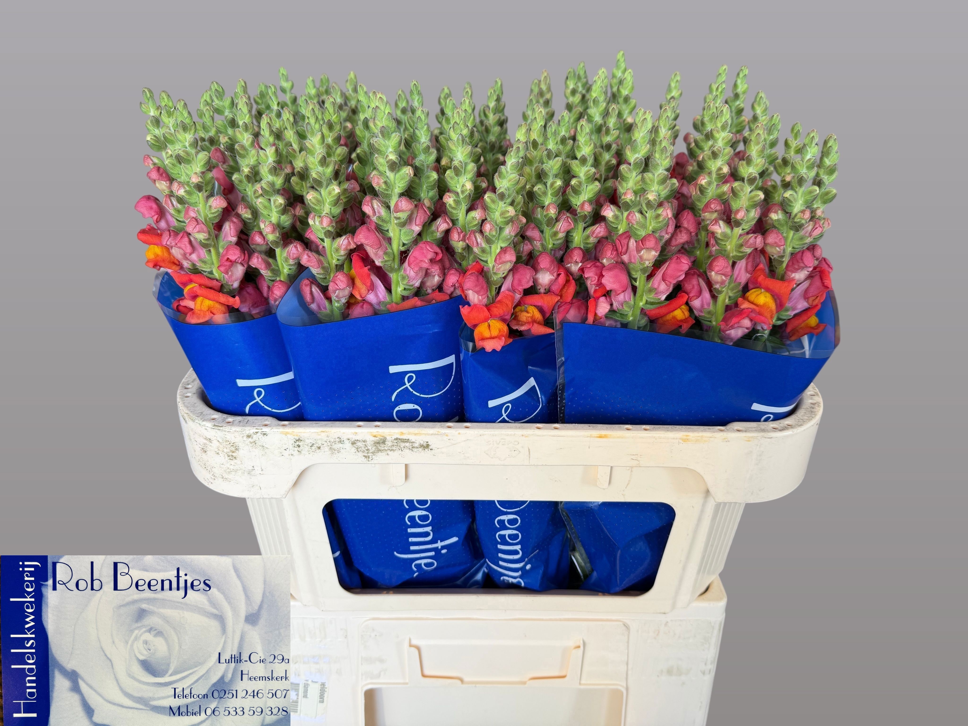 Antirrhinum Antibes Orange 70cm