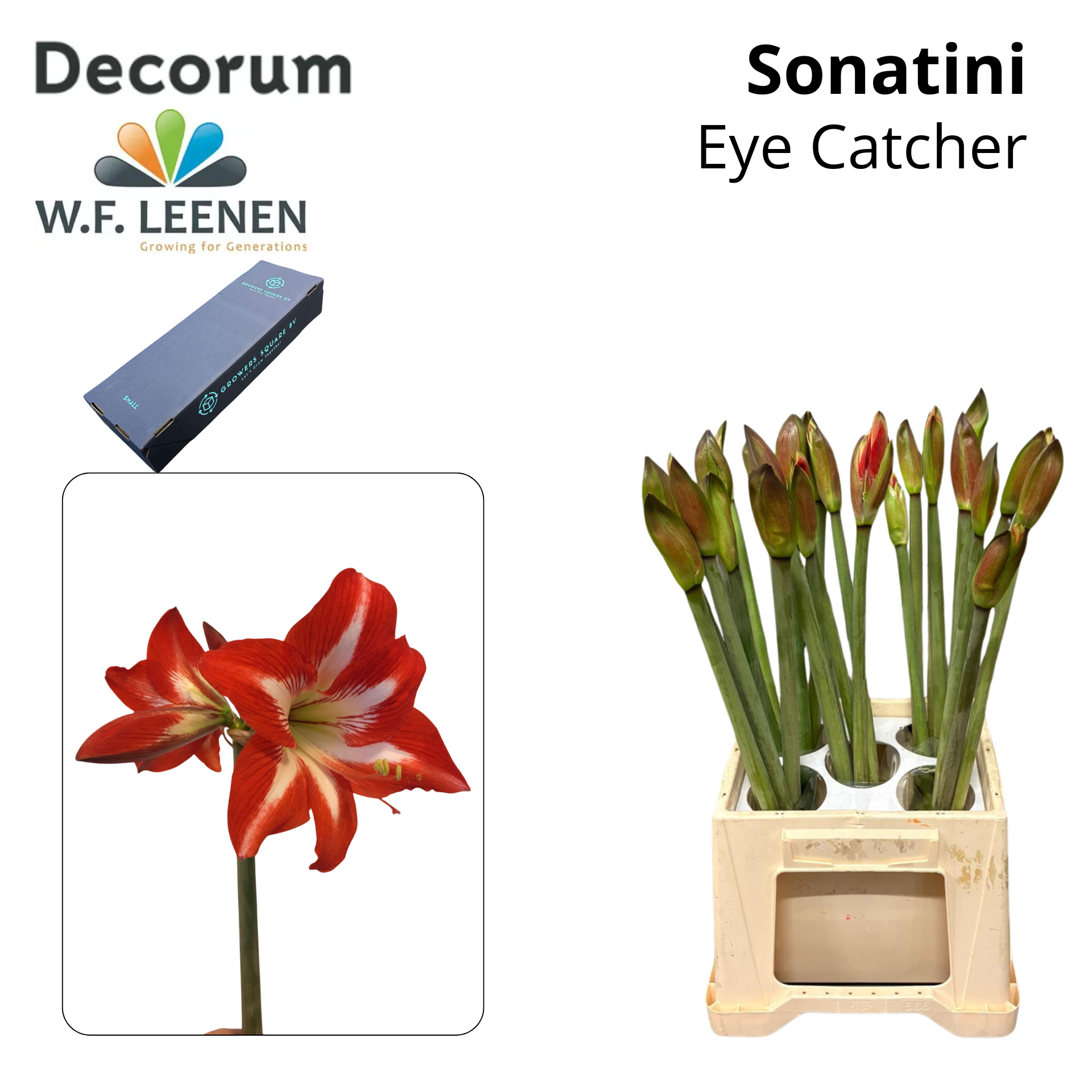 Sonatini Eye Catcher Small Box