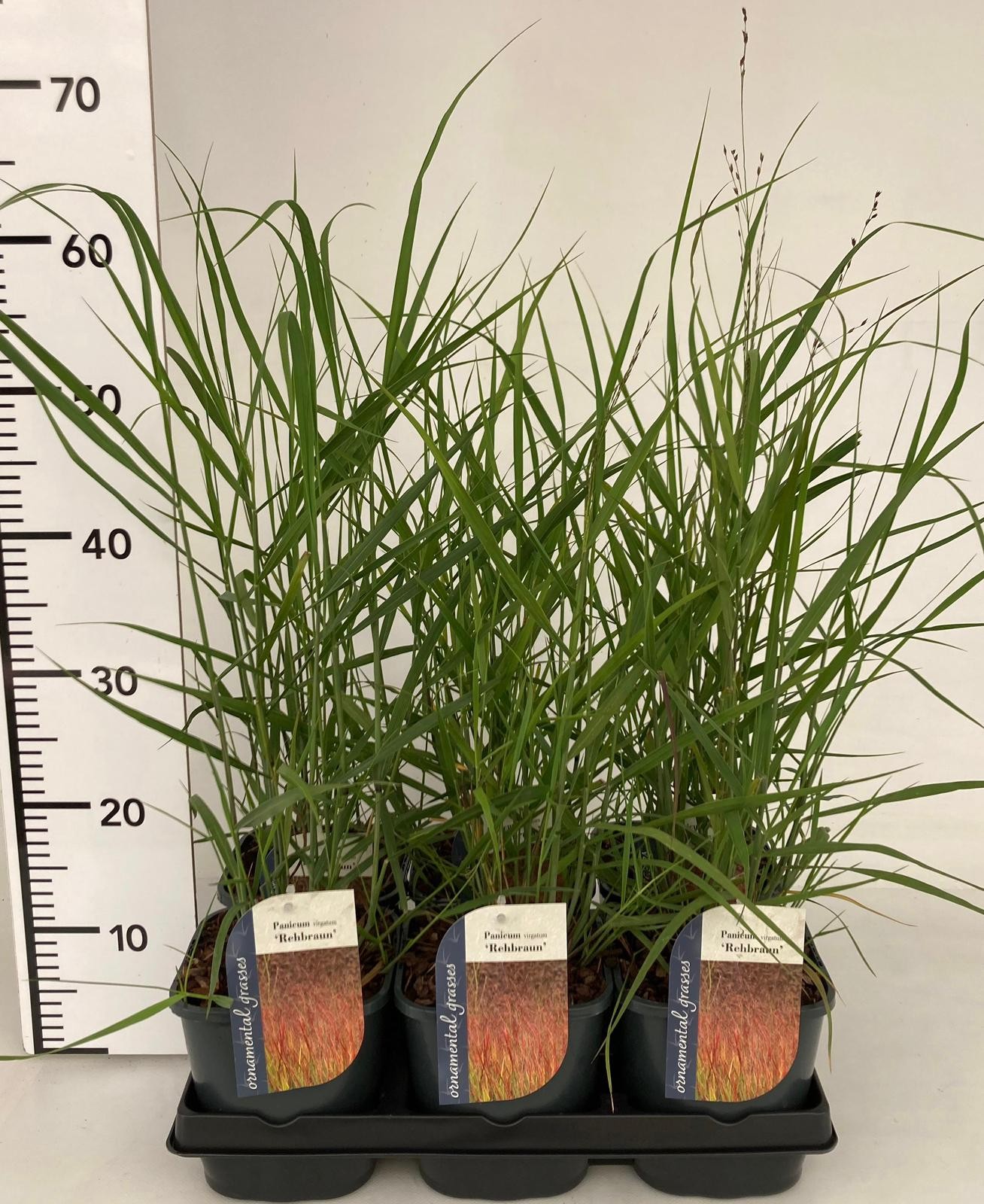 Picture of Panicum virg. Rehbraun P17 (2 Ltr)