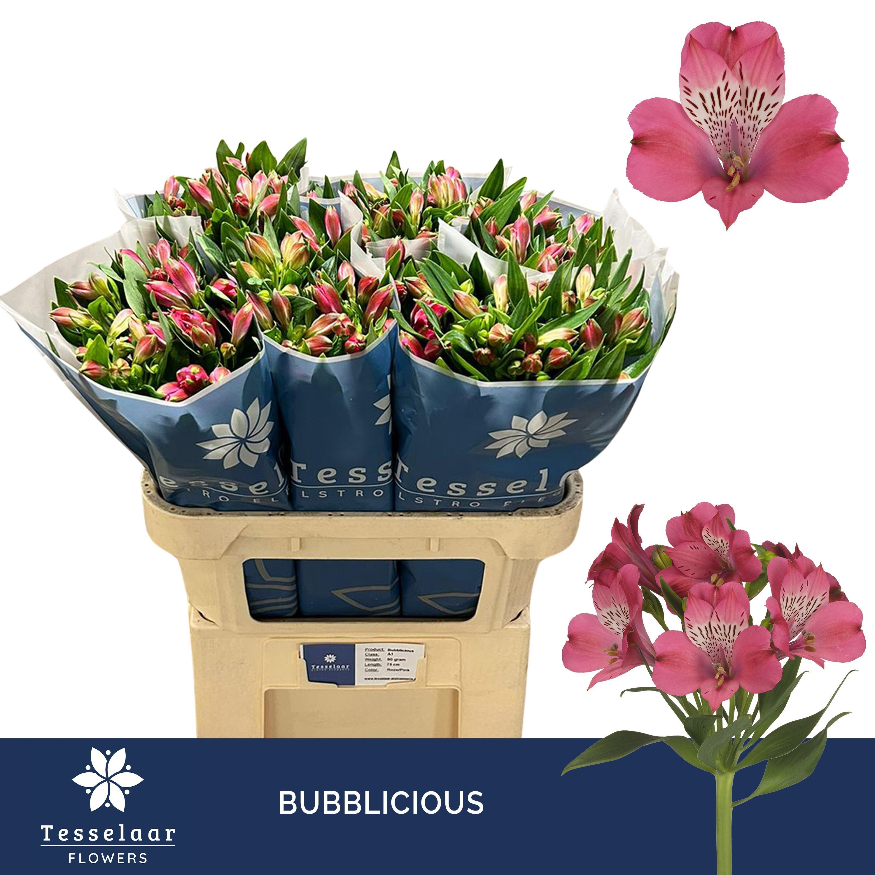 Alstr Bubblicious