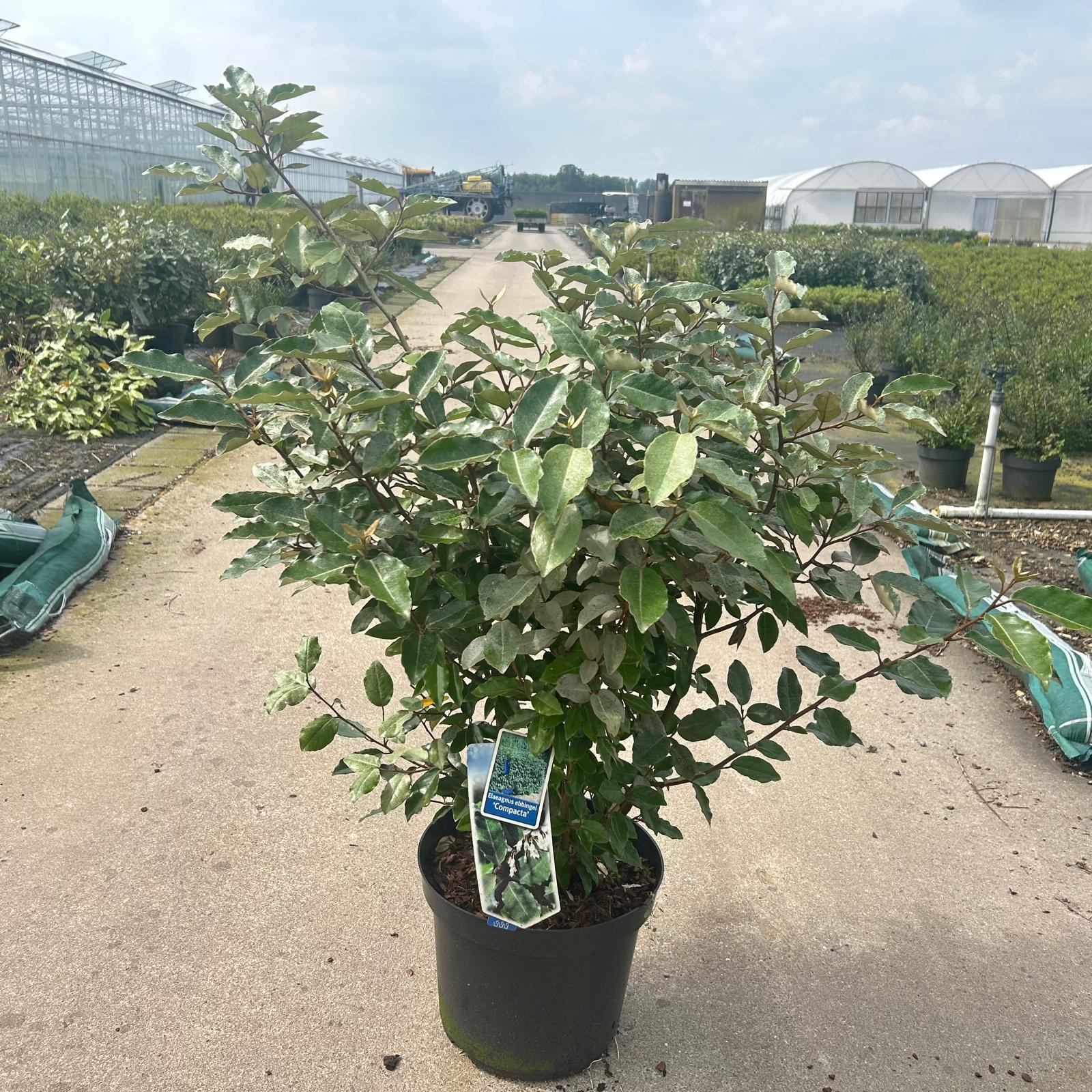 Picture of Elaeagnus ebbingei Compacta P32 80CM