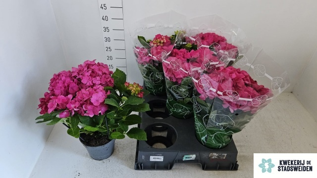 Hydr M Amsterdam 14P 33H 5bloem 44bloei