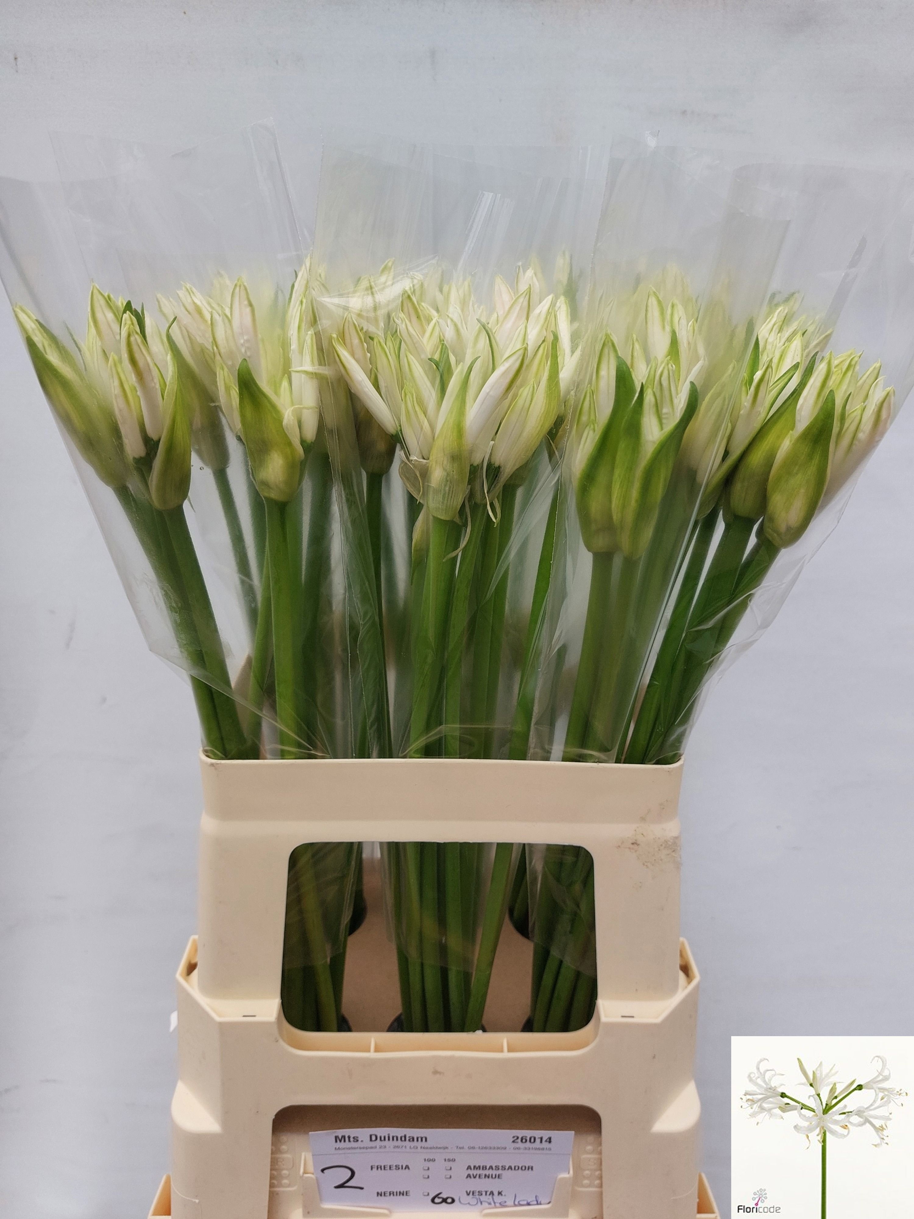 Ne Bo White Lady 60cm