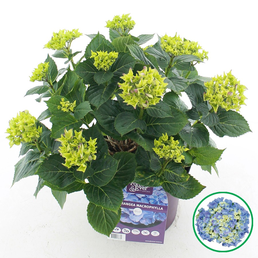 Picture of Hydrangea macr. Forever & Ever® Blue