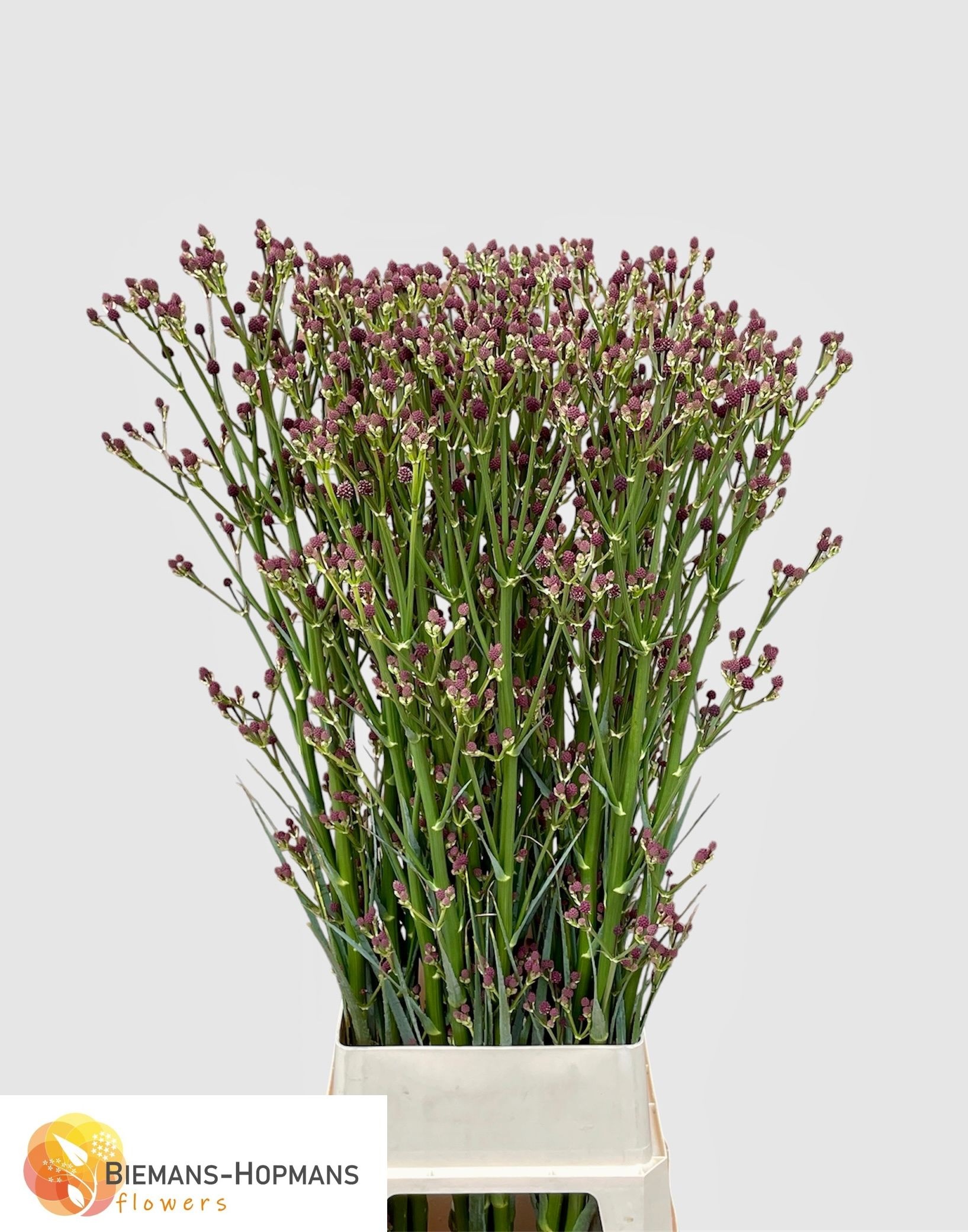 Eryngium Physic Purple 130cm