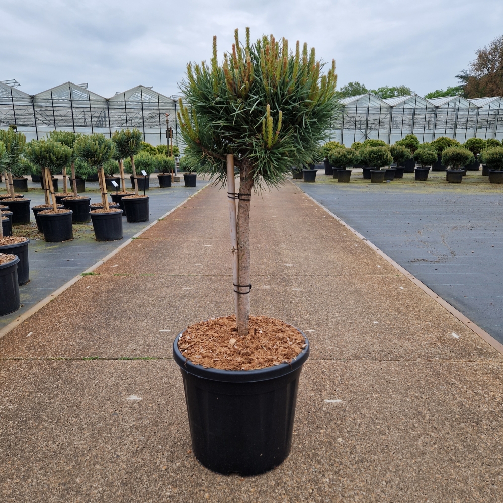 Picture of Pinus sylvestris Watereri C20 40/+