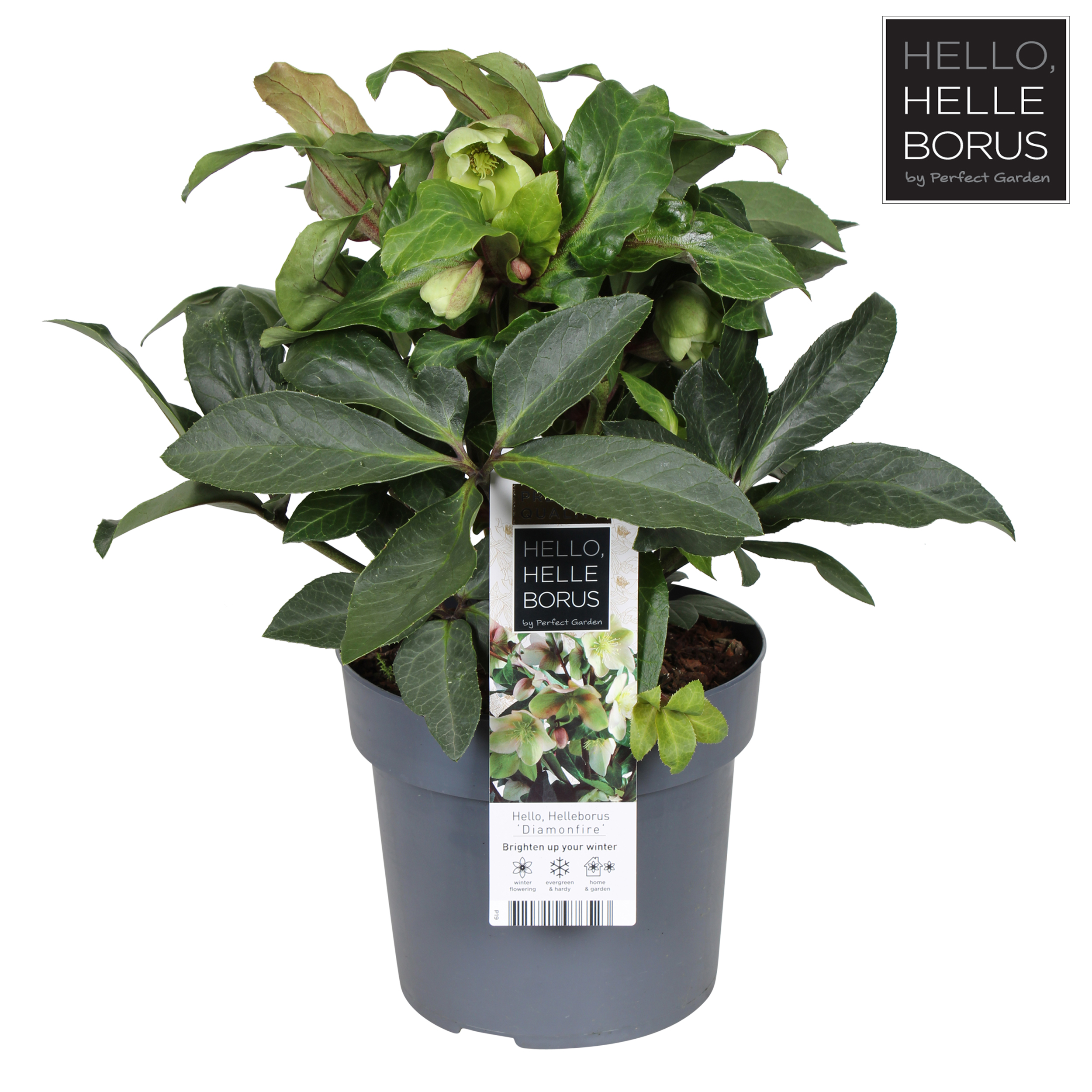 Picture of Helleborus Diamonfire P19 (3 Ltr) (LOOSE)