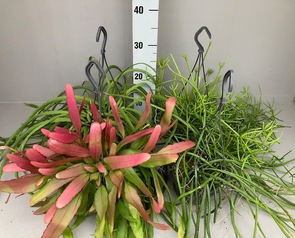 Rhipsalis 5 gemengd kan variëren
