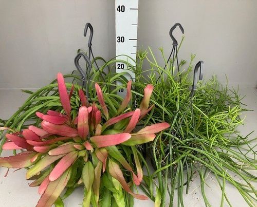 Rhipsalis Mix p14 Hoorn