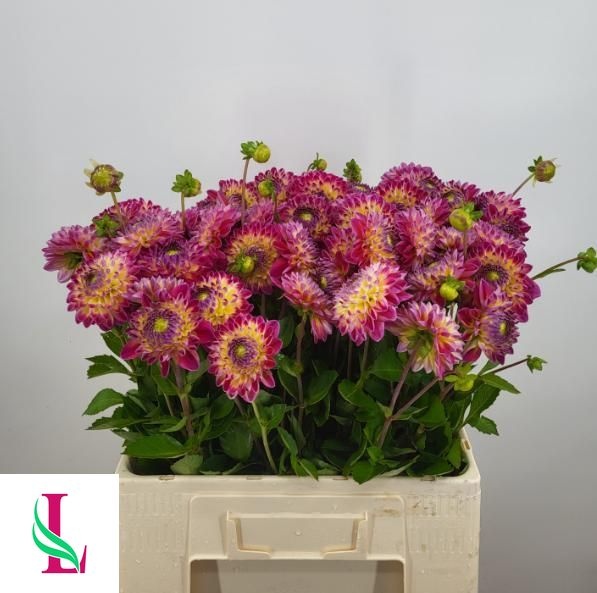 Dahlia Hapet Daydream 50cm