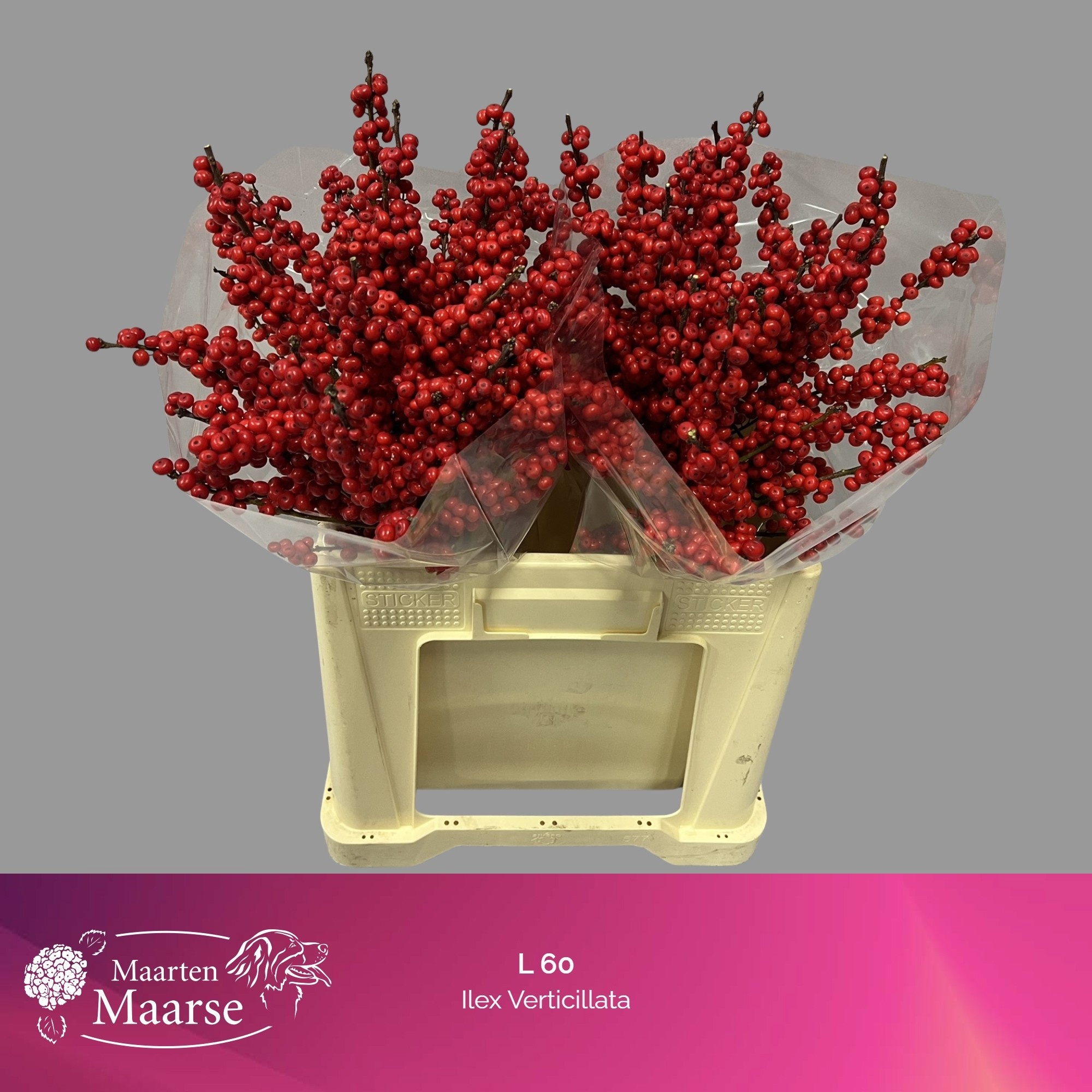 Ilex Verticlilata 60cm