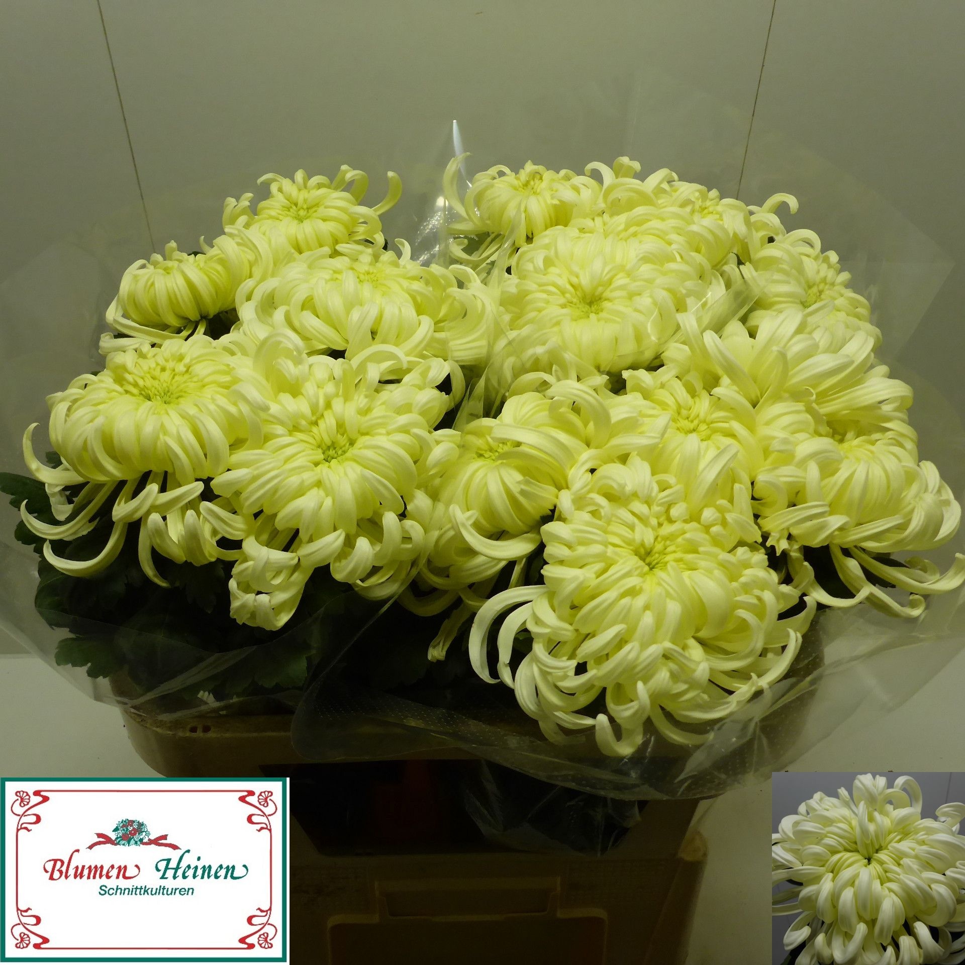 Chrys Single Vienna White 70cm 115gram